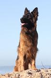 BERGER ALLEMAND 060